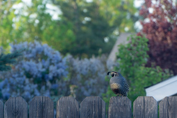 Quail on fence
