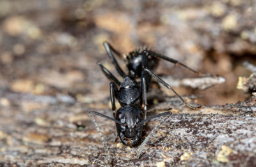 big forest ants in a native habitat