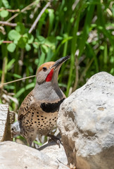 Northern flicker male at Capulin Spring, Sandia Mountains, New Mexico