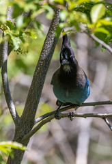 Steller's jay at Capulin Spring, Sandia Mountains, New Mexico