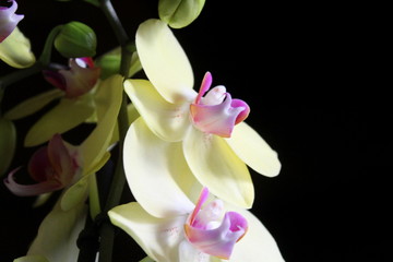 Fiori profumati di Orchidea