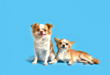 Chihuahua dogs  two browns on a blue background.