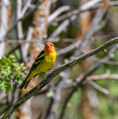Western tanager in Sandia Mountains, New Mexico