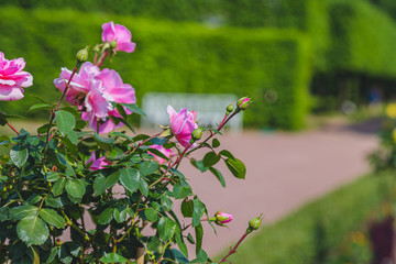 cluster red rose close-up