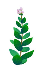 Vector illustration of indian plant.