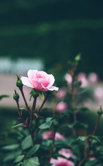 cluster red rose close-up