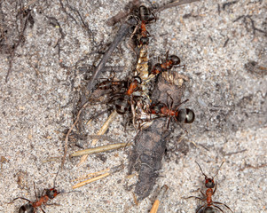 big forest ants in a native habitat