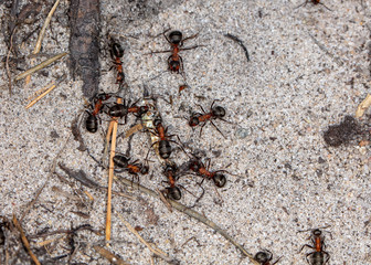 big forest ants in a native habitat