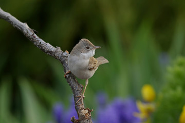bird on a branch
