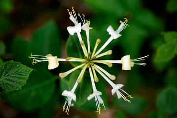 Flower Lonicera etrusca santi honeysuckle macro caprifoliaceae family background high quality