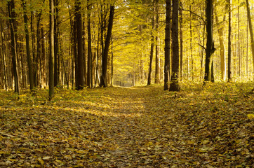 Obraz premium Beautiful golden autumn landscape background