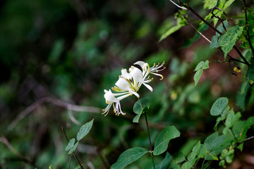 Flower Lonicera etrusca santi honeysuckle macro caprifoliaceae family background high quality