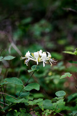 Flower Lonicera etrusca santi honeysuckle macro caprifoliaceae family background high quality