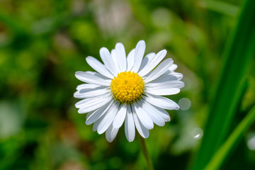 Fototapeta premium Weißes Gänseblümchen (Bellis perennis)