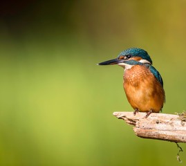 Common kingfisher photographed on a sunny sunday morning in perfect environment