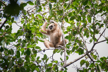Gibbons for food on trees in tropical forests, Thailand