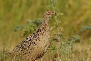 bird on the background