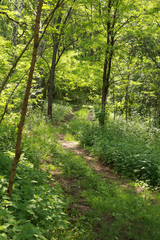 old abandoned road in the forest