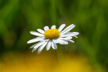 Obraz premium Blütes eines Gänseblümchen (Bellis perennis)