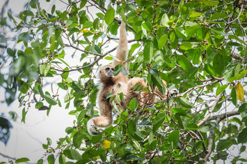 Gibbons for food on trees in tropical forests, Thailand