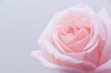 Fototapeta na wymiar Close-up of pink rose
