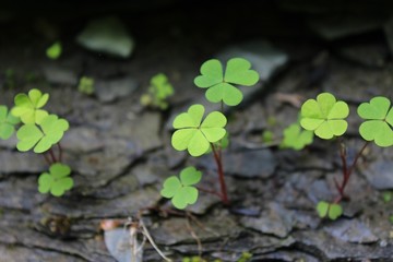 Lucky green clovers