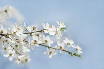white cherry tree flower in spring
