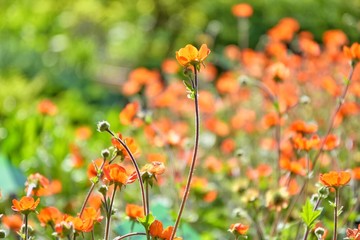 Beautiful red orange wild flower with selective focus and sun backlit on blurred background with blooming field. Blossoming spring meadow with tiny seasonal flower. Floral summer background 