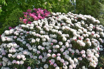Flowering white oleander with selective focus and blurred pink flowers on background. Beautiful...