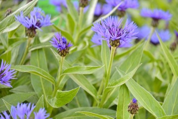 Blue knapweed flowers with selective focus and blurred leaves on background. Beautiful wild bluet flower on a sunny meadow. Seasonal summer flowers. Blooming herbal field with tiny blue flowers 