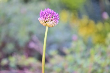 Purple onion flowers with selective focus and blurred background. Blooming onion with small purple flowers on a ball-shaped seed box. Blooming onion plants. Vegetable field. Harvest 