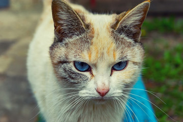 Obraz premium homeless stray cat sitting on the street