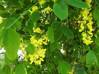 Fleur jaune dans mon Jardin.