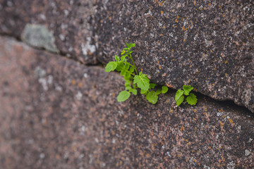 green plant making its way through stone slabs close-up