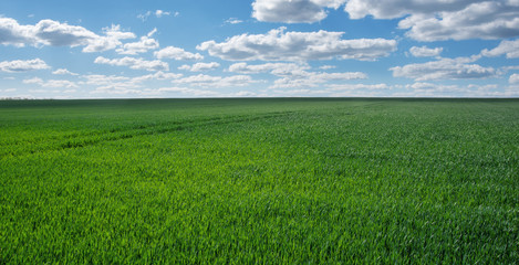 Image of green grass field and bright blue sky