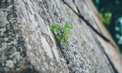green plant making its way through stone slabs close-up