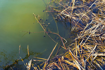 dirty water in the reeds