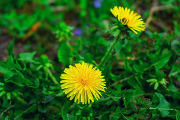 green field grass with flowers