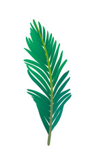 Vector illustration of palm tree leaf. 