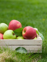 Fresh garden green and red apples in box