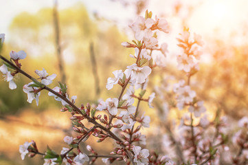 cherry blossoms with white flowers