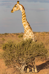 Giraffe behind tree