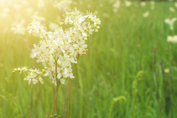 green field grass with flowers