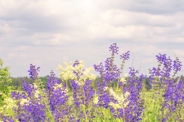 Naklejka premium green field grass with flowers