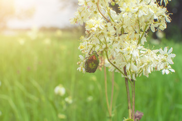 green field grass with flowers