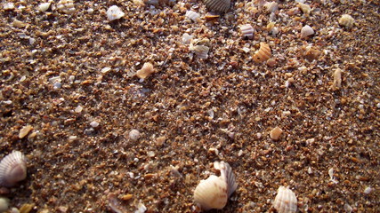 sea shells on the beach