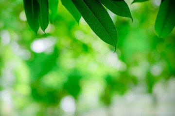 Close up of nature view green leaf on blurred greenery background under sunlight with bokeh and copy space using as background natural plants landscape, ecology wallpaper concept.