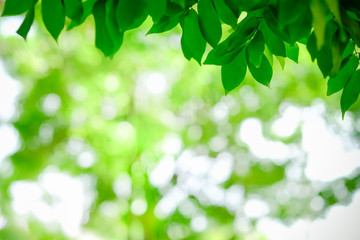 Fototapeta na wymiar Close up of nature view green leaf on blurred greenery background under sunlight with bokeh and copy space using as background natural plants landscape, ecology wallpaper concept.