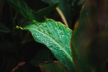 Close up of green leaves covered in drops of rain in autumn.