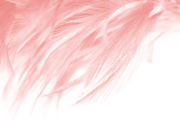 Beautiful soft pink vintage color trends feather pattern texture background